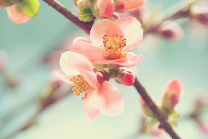 Pastel tones Spring blossom macro